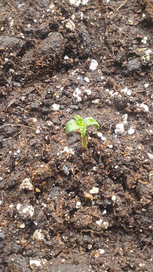 Milkyway F1 Auto RQS. Week 0