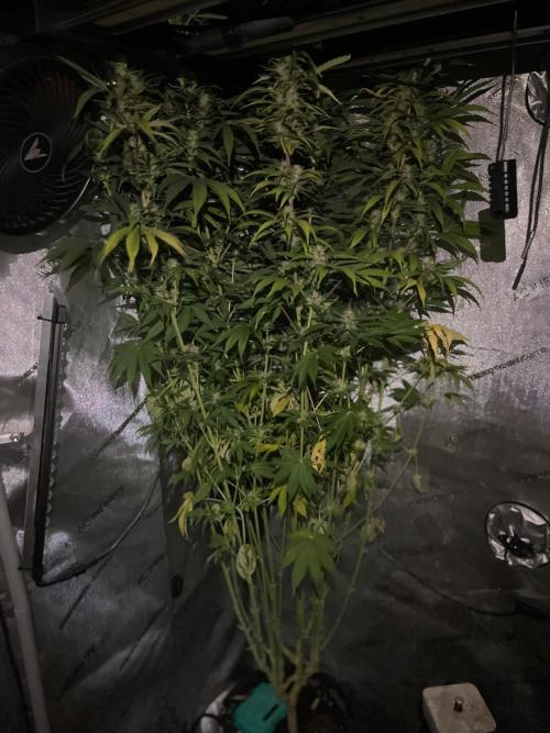 Monster Maker Sweet Seeds. Week 11