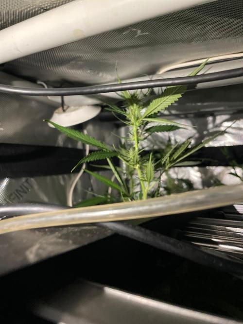 Monster Maker Sweet Seeds. Week 11