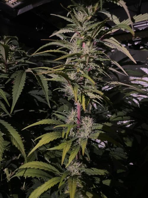 Monster Maker Sweet Seeds. Week 11