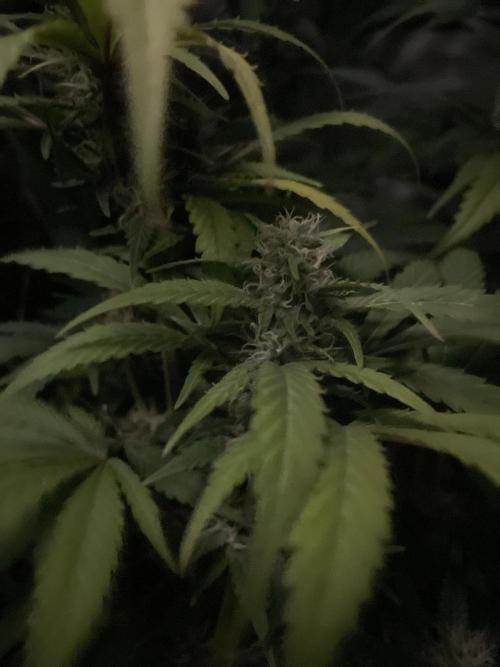 Monster Maker Sweet Seeds. Week 11