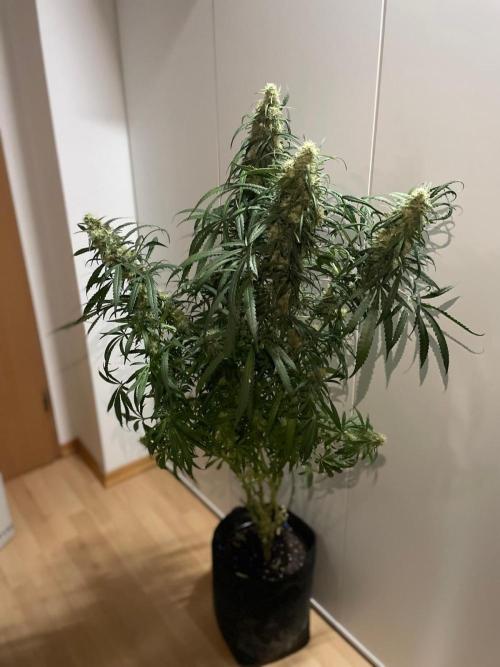 Super Boof Zamnesia. Week 10