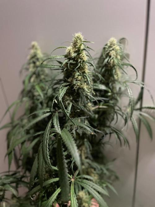 Super Boof Zamnesia. Week 10