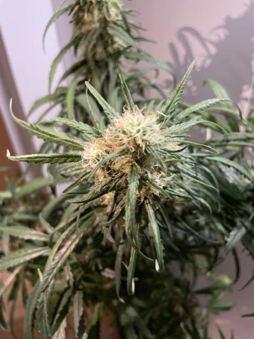 Super Boof Zamnesia. Week 10