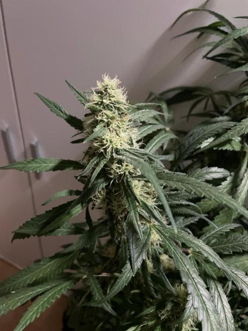 Super Boof Zamnesia. Week 10