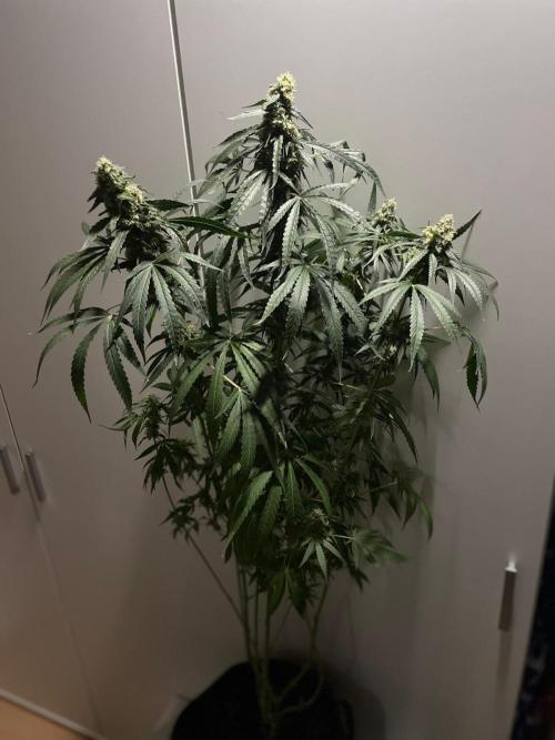 Solar Panel Zamnesia. Week 10