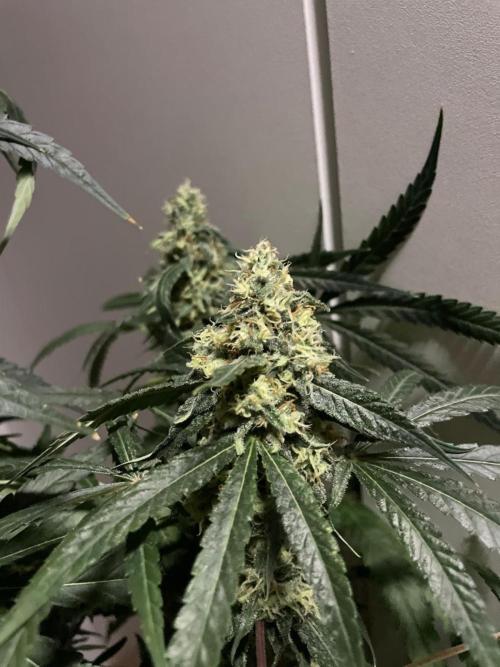 Solar Panel Zamnesia. Week 10