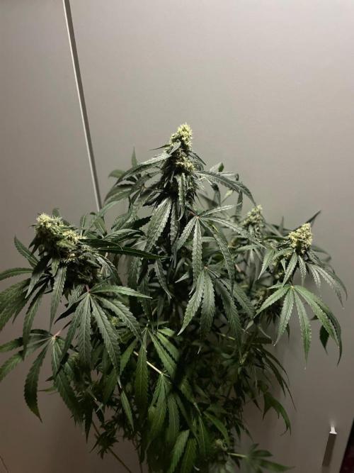 Solar Panel Zamnesia. Week 10