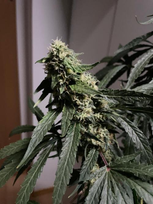 Solar Panel Zamnesia. Week 10