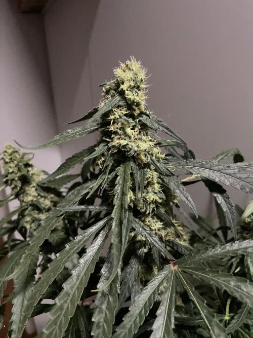 Solar Panel Zamnesia. Week 10