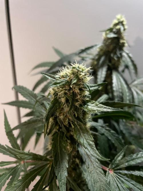 Solar Panel Zamnesia. Week 10