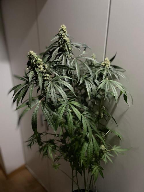 Solar Panel Zamnesia. Week 10