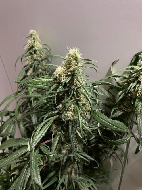 Solar Panel Zamnesia. Week 10