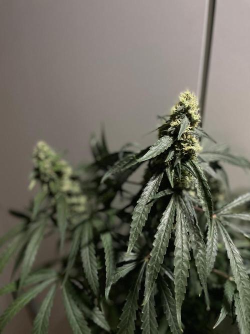 Solar Panel Zamnesia. Week 10