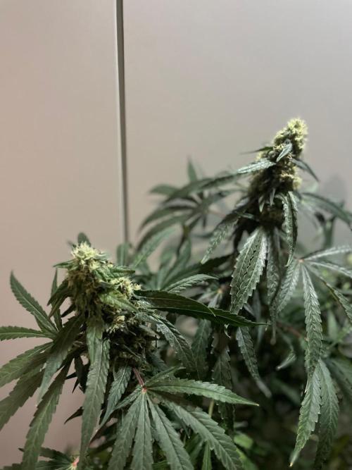 Solar Panel Zamnesia. Week 10