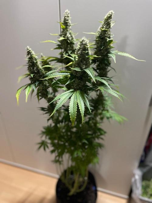 Gushers Zamnesia. Week 11