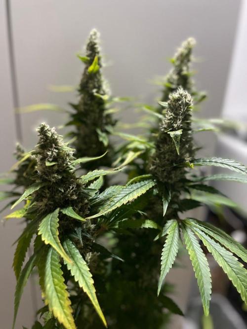 Gushers Zamnesia. Week 11