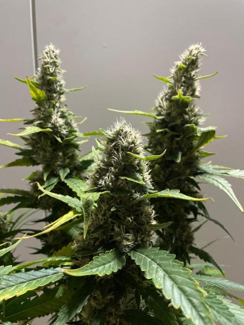 Gushers Zamnesia. Week 11