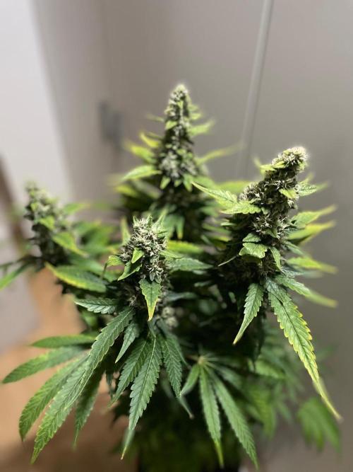 Gushers Zamnesia. Week 11