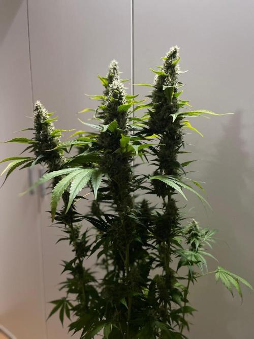 Gushers Zamnesia. Week 11