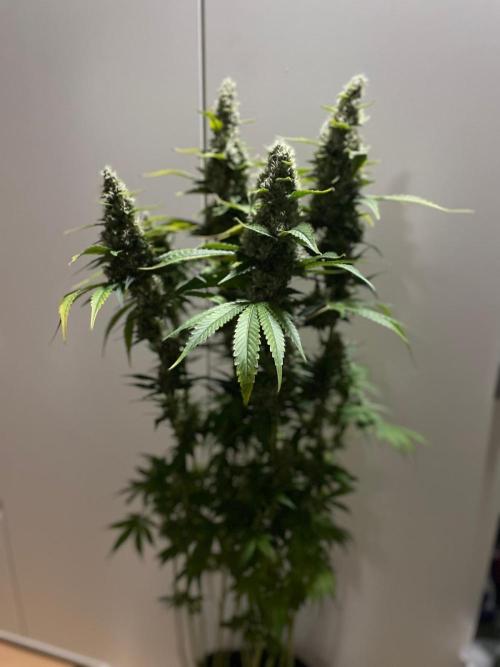 Gushers Zamnesia. Week 11