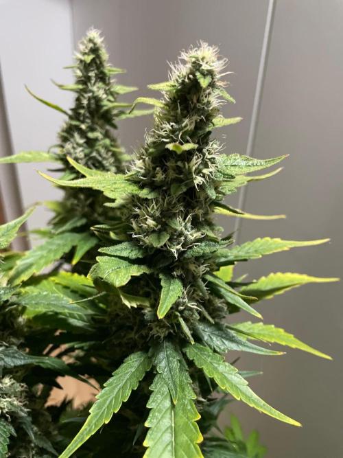 Gushers Zamnesia. Week 11