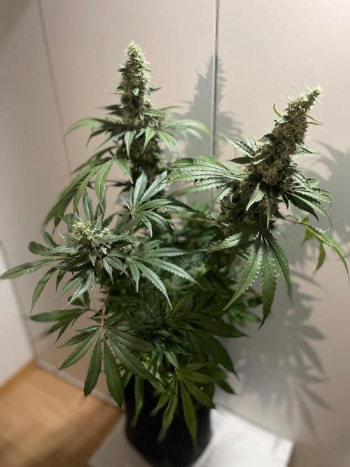 Black Diamond Zamnesia. Week 11