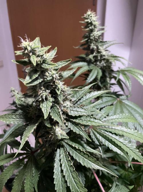 Black Diamond Zamnesia. Week 11