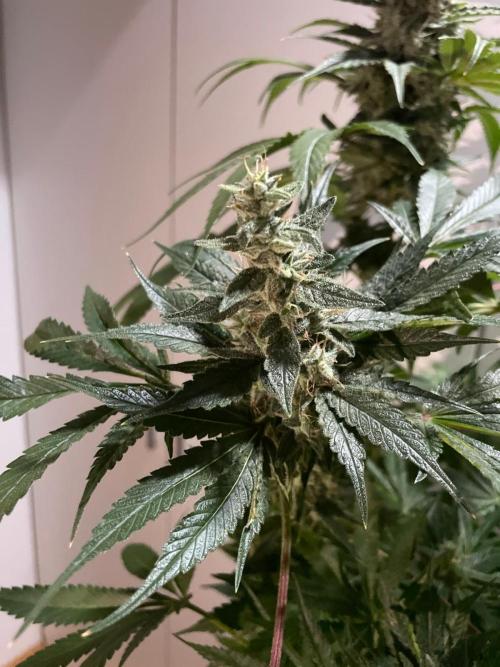 Black Diamond Zamnesia. Week 11