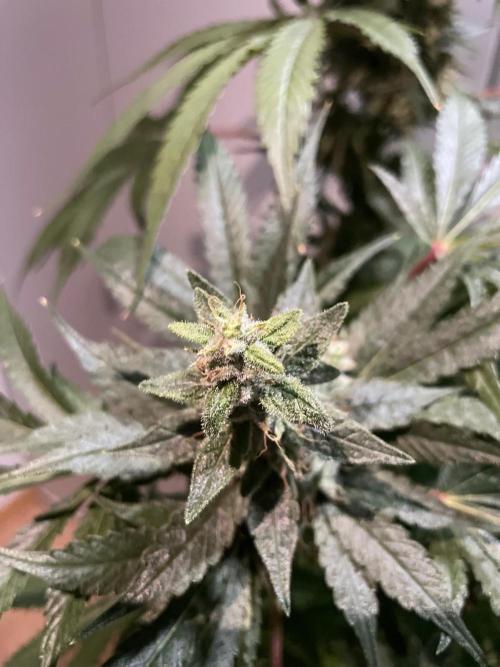 Black Diamond Zamnesia. Week 11