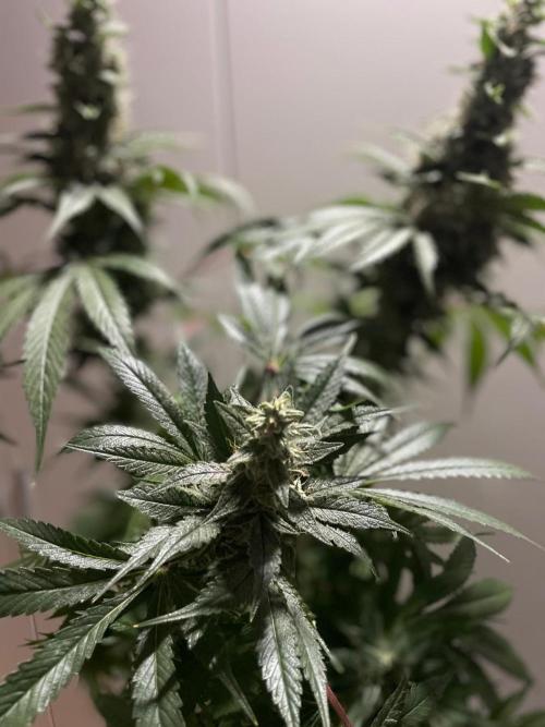 Black Diamond Zamnesia. Week 11