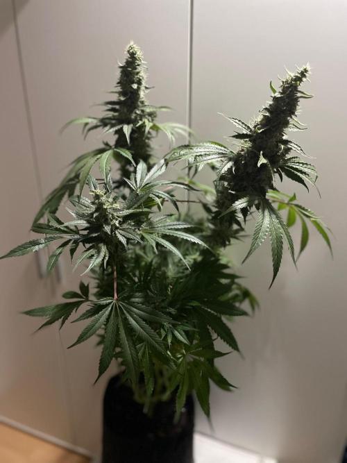 Black Diamond Zamnesia. Week 11