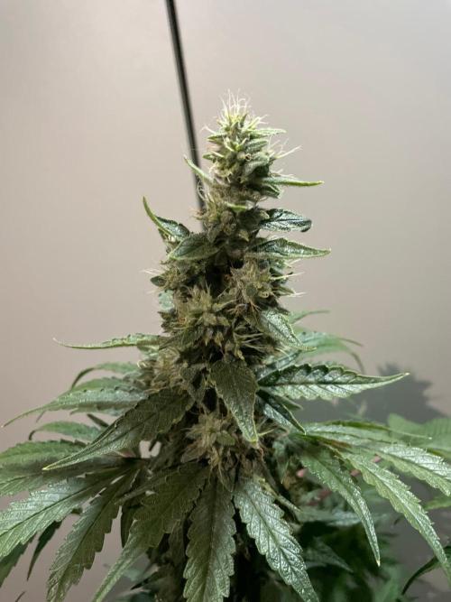 Black Diamond Zamnesia. Week 11