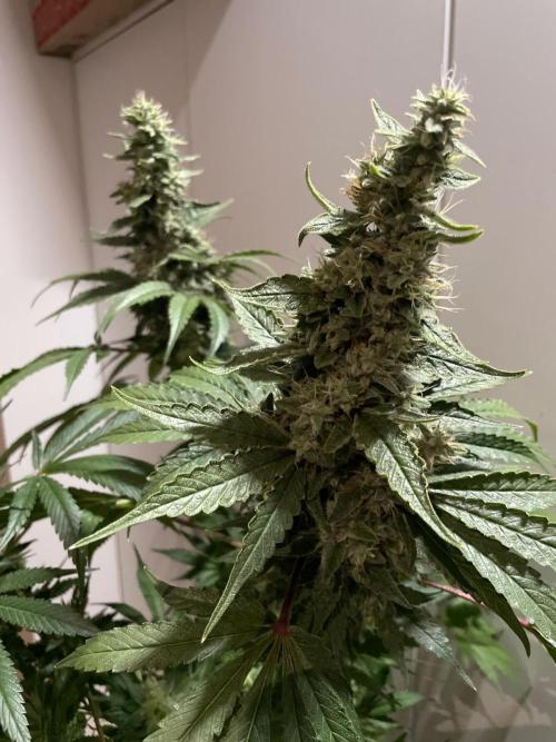 Black Diamond Zamnesia. Week 11