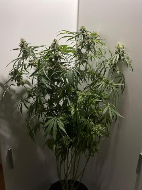 Black Runtz Weedseedsexpress. Week 11