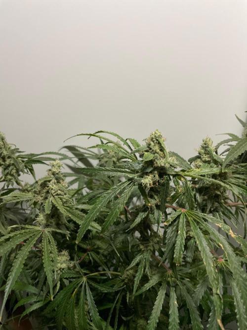 Black Runtz Weedseedsexpress. Week 11