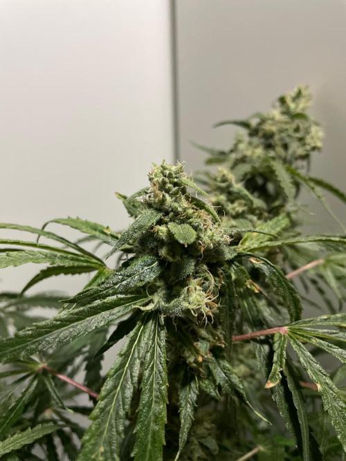Black Runtz Weedseedsexpress. Week 11