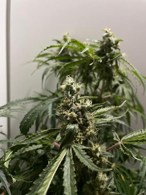 Black Runtz Weedseedsexpress. Week 11