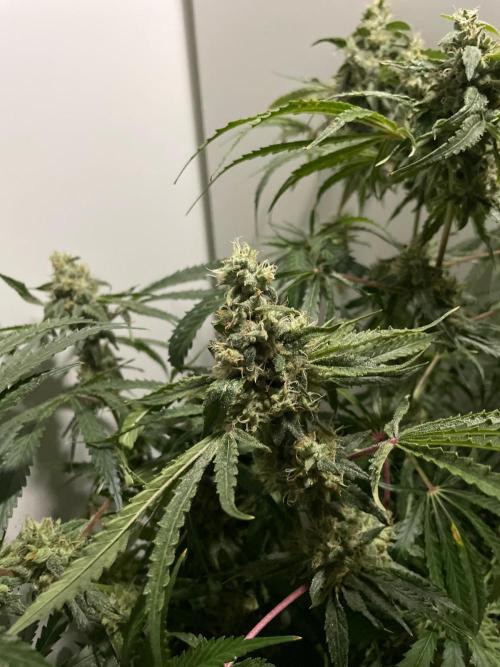 Black Runtz Weedseedsexpress. Week 11