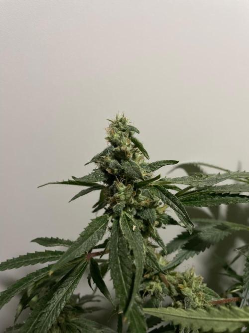 Black Runtz Weedseedsexpress. Week 11