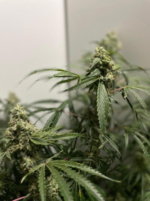 Black Runtz Weedseedsexpress. Week 11