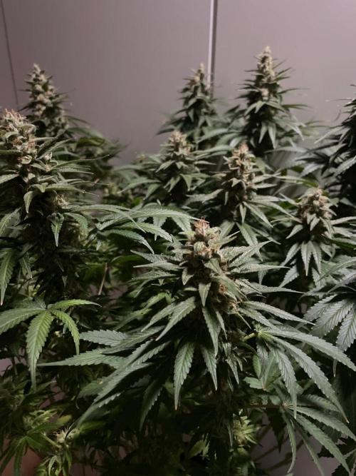 Biscotti Zamnesia. Week 11