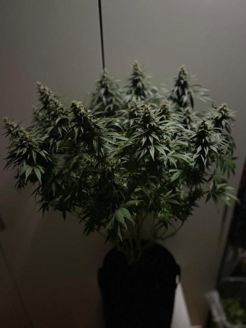 Biscotti Zamnesia. Week 11