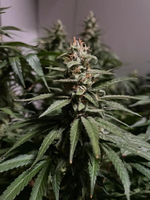 Biscotti Zamnesia. Week 11