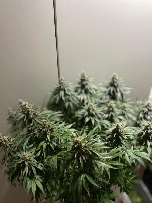 Biscotti Zamnesia. Week 11