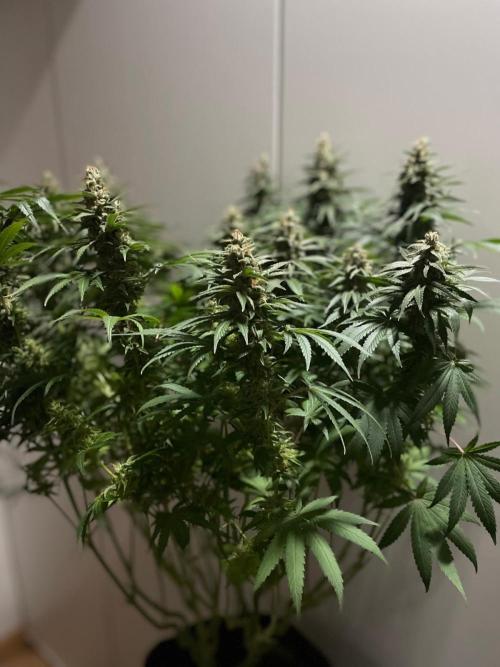 Biscotti Zamnesia. Week 11