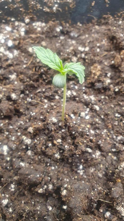 Milkyway F1 Auto RQS. Week 0