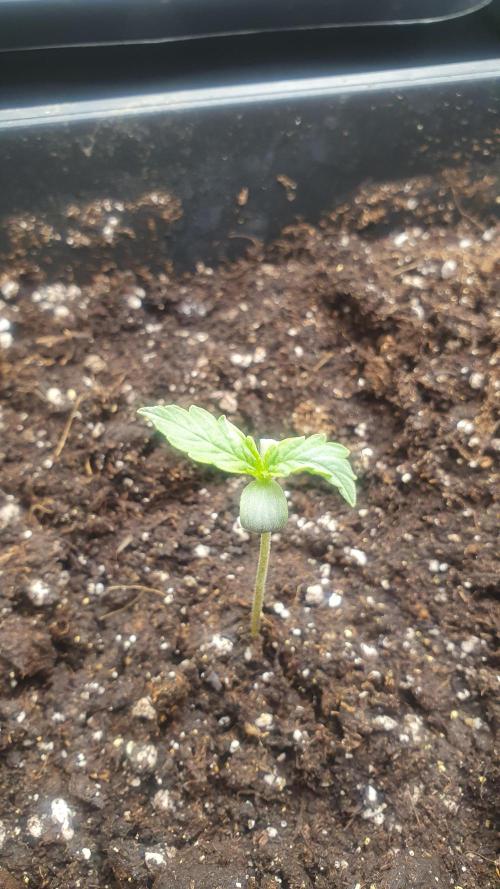 Milkyway F1 Auto RQS. Week 0