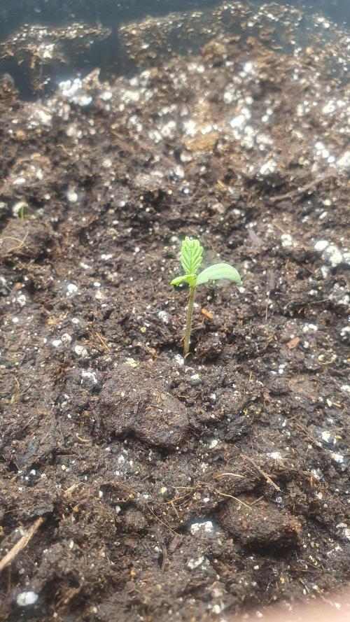 Jelly Donutz Auto Humboldt. Week 0