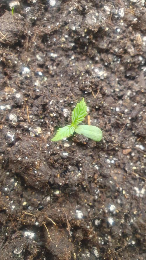 Jelly Donutz Auto Humboldt. Week 0